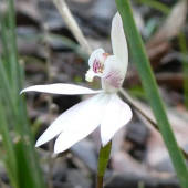 Native Orchid